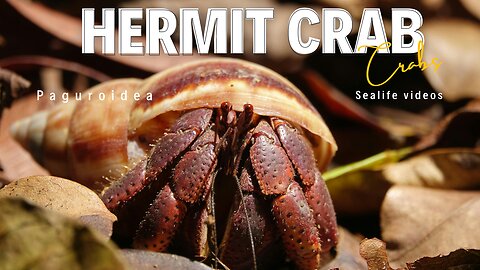 The Most Relaxing Hermit Crab Videos You'll Ever See ll Epic Fail ll