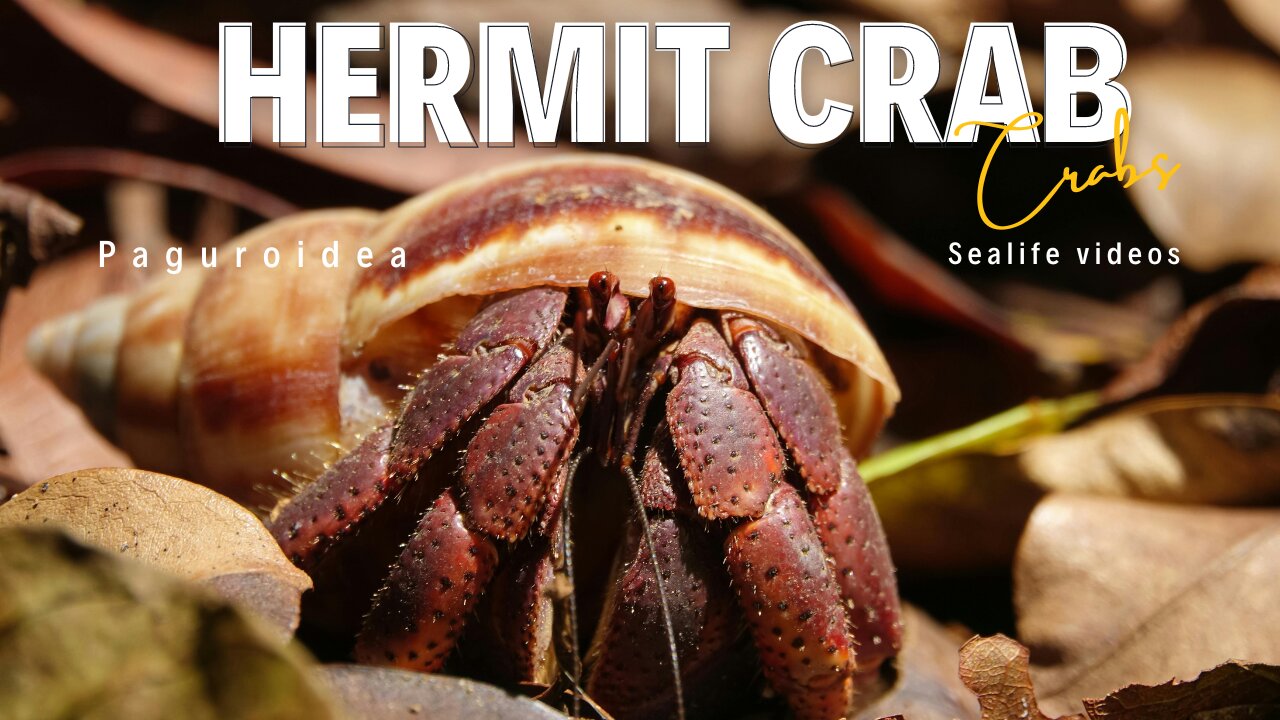 The Most Relaxing Hermit Crab Videos You'll Ever See ll Epic Fail ll