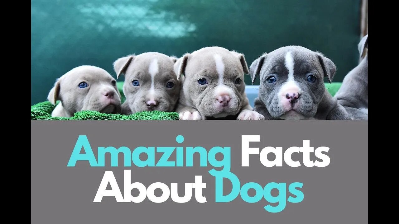 Facts About Dogs - Lots Of Them!