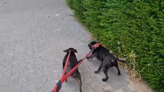 PATTERDALE TERRIERS always eager, always willing and ready