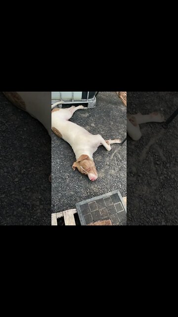 Darling Loyal American Staffy X Waiting for his Owner