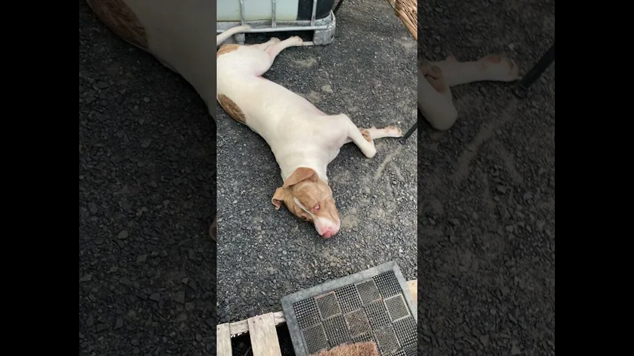 Darling Loyal American Staffy X Waiting for his Owner