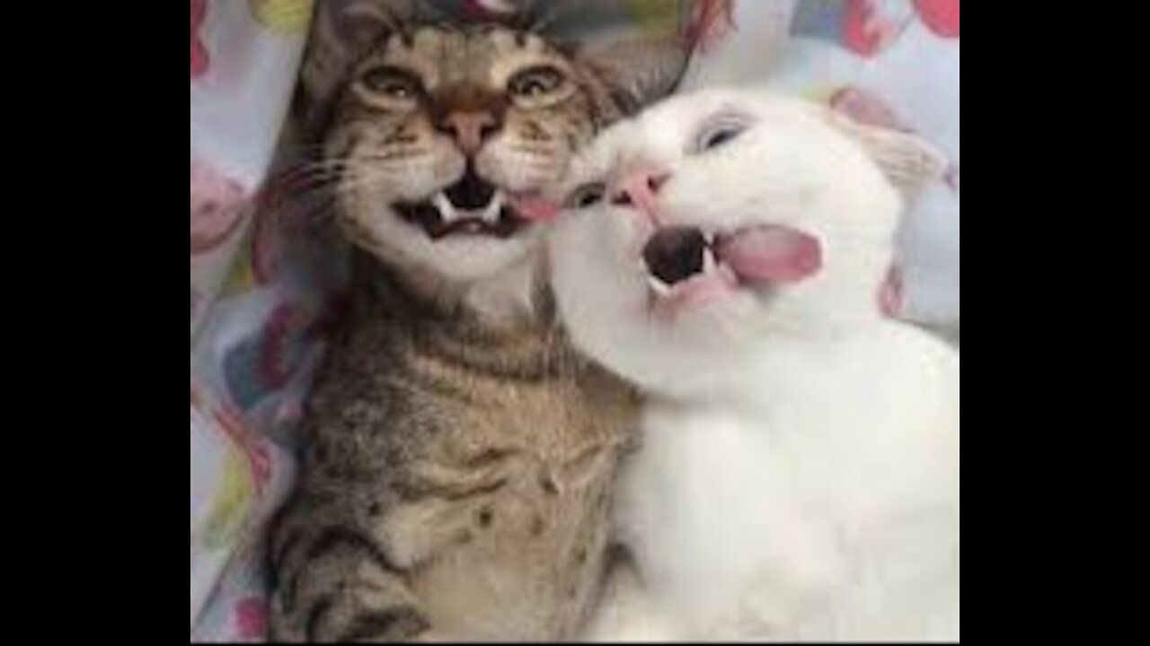 Cute Cat funny video