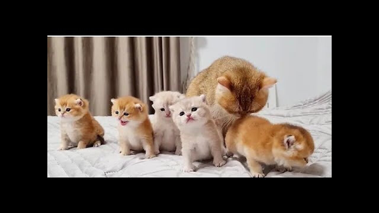 Baby cats- cute and funny cat videos 😻😻