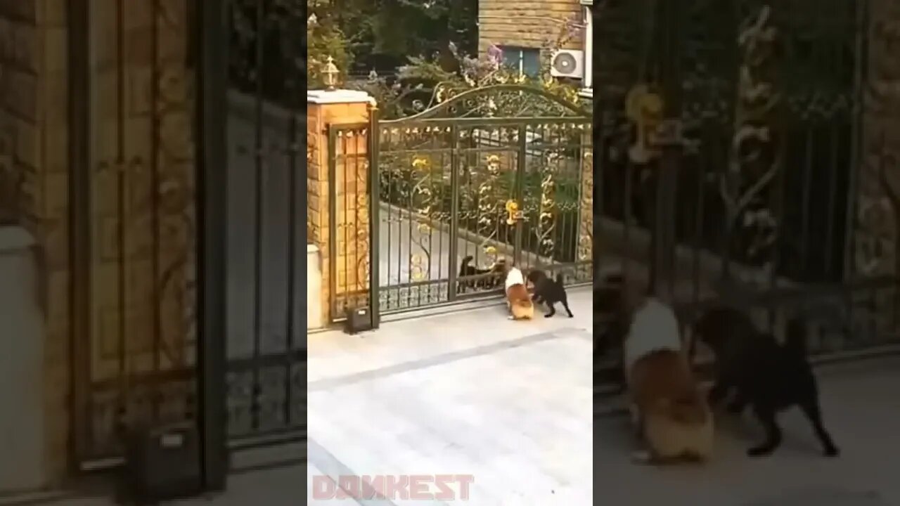 Dog escapes in the nick of time.