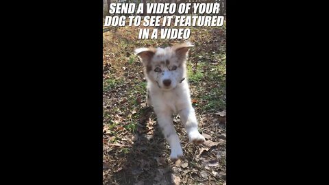 Send in a video of your dog here!