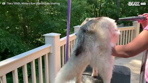 Ce husky perd énormément de poils quand vient l'été