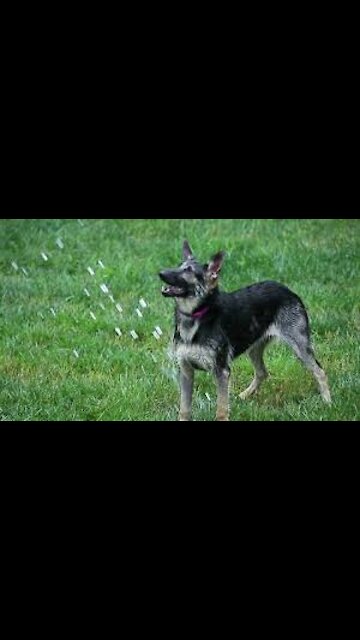 Chicken VS Dog Fight - Funny Dog Fight Videos