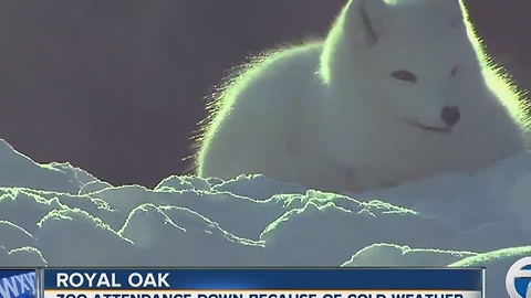 Zoo attendance down because of cold weather