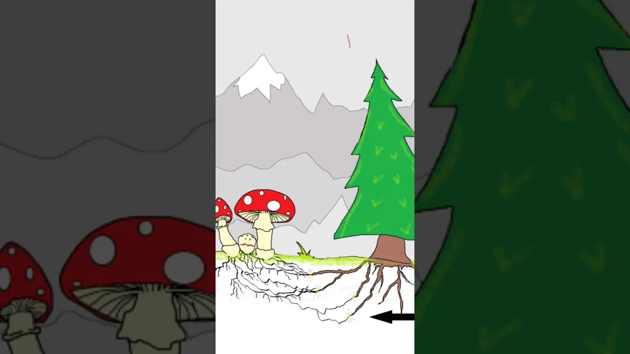 The most iconic mushroom in the world, Amanita muscaria 🍄