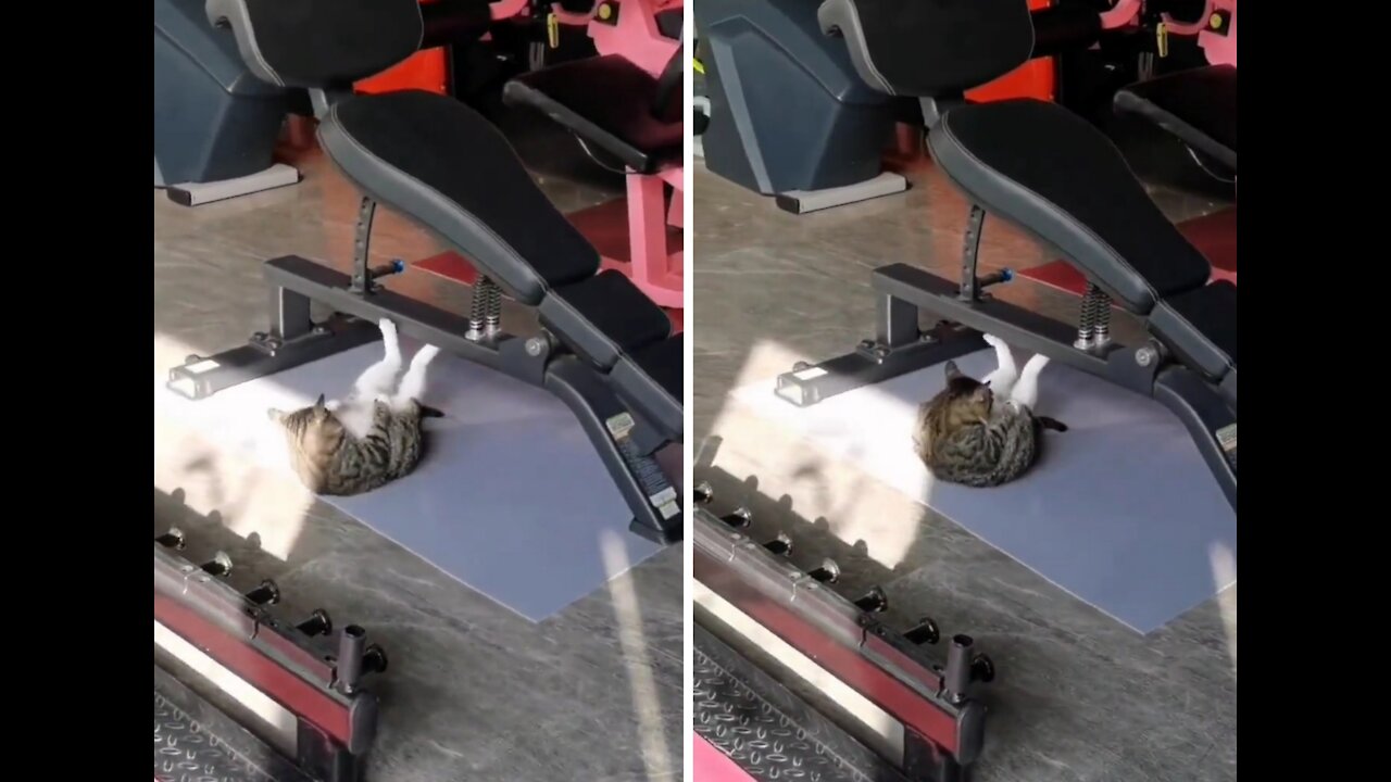 CAT TRYING TO LOSE WEIGHT IN GYM