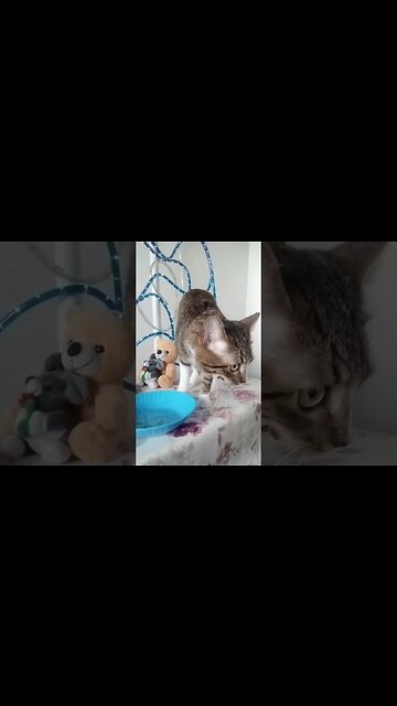 Cat Stretches after Eating #shorts