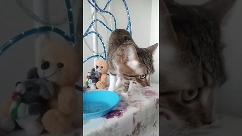 Cat Stretches after Eating #shorts