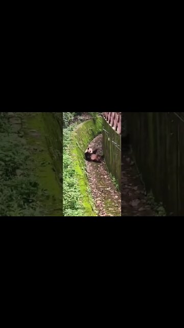 Oh what a actor 😜#Shorts #ytshorts #UbertainmentFun #Dogs #Animals #Fun