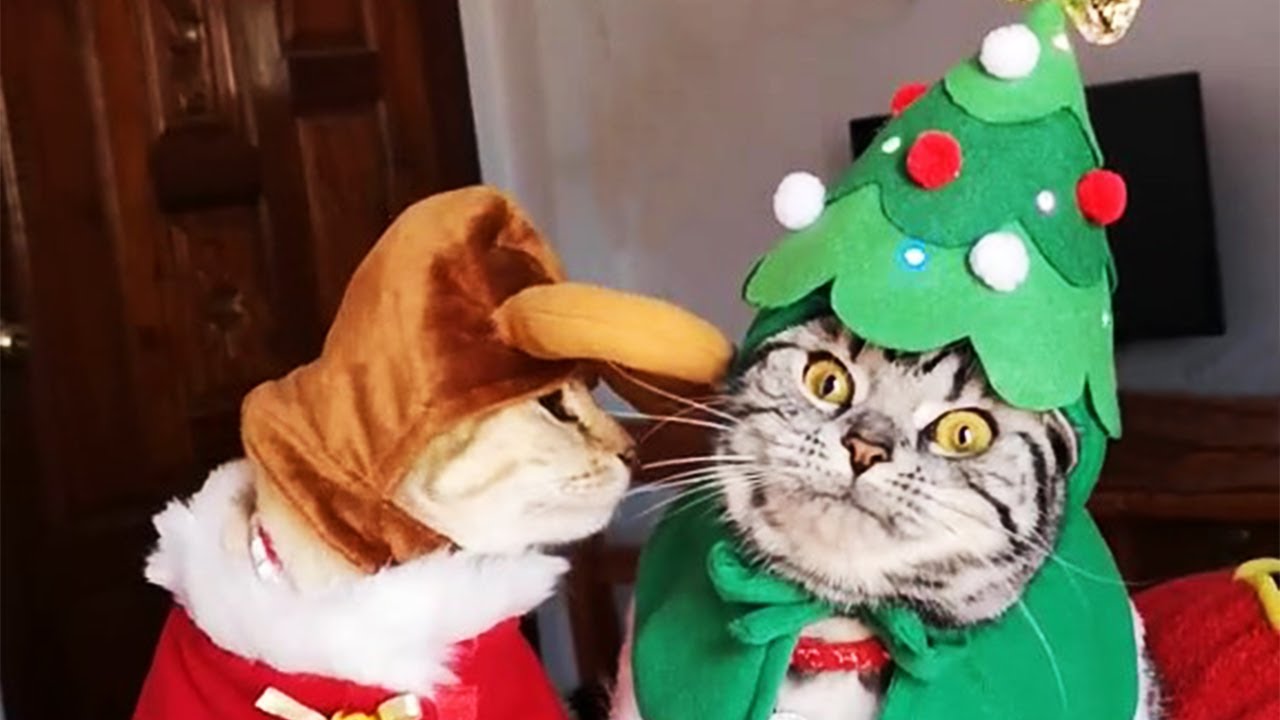 Happy Christmas🎄❄️With Funny Dog🐶And Cat🐱Videos