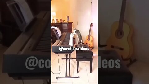 O gato que sabe tocar piano