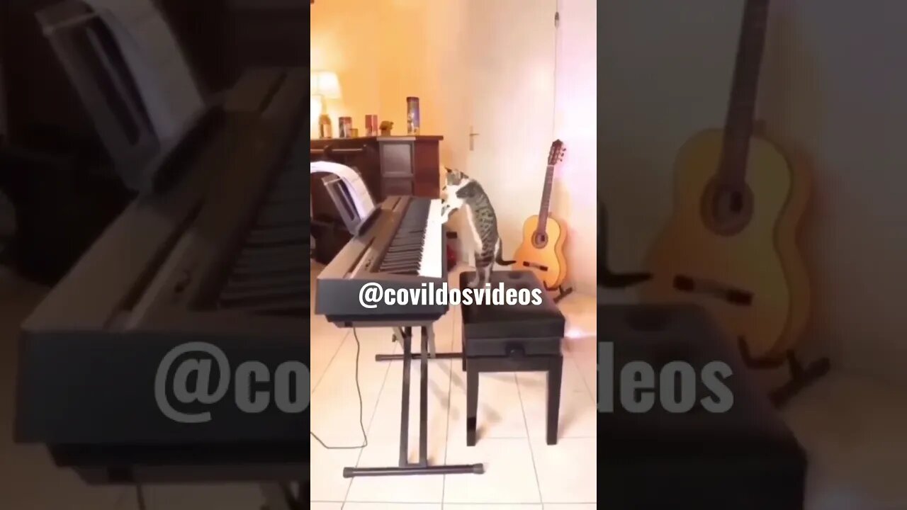 O gato que sabe tocar piano