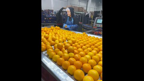 South Africa Citrus grading