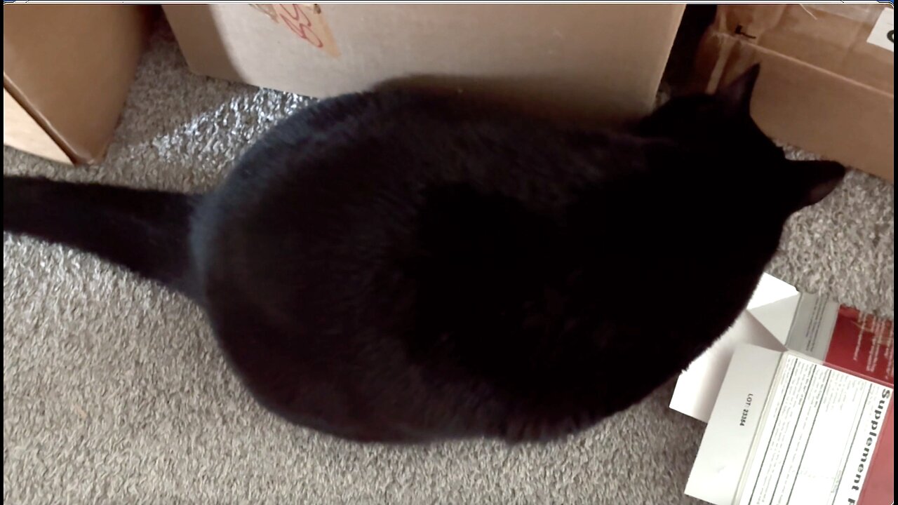 Adopting a Cat from a Shelter Vlog - Cute Precious Piper Carefully Inspects Boxes for Recycling