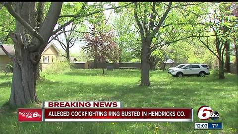 Cockfighting operation busted in Hendricks, Montgomery counties