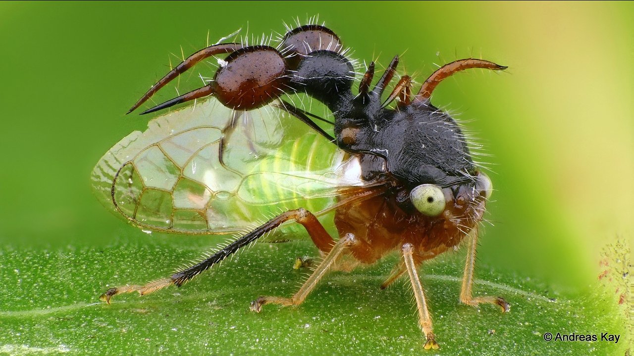 Ant-mimicking treehopper from Ecuador