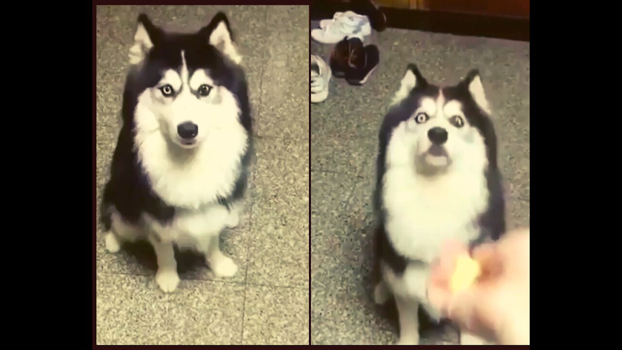 Husky Staring to hands for food..