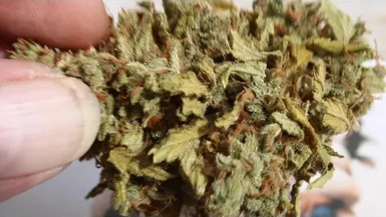 T Bird And Reds 8/23/23 Outdoor Cannabis Grow