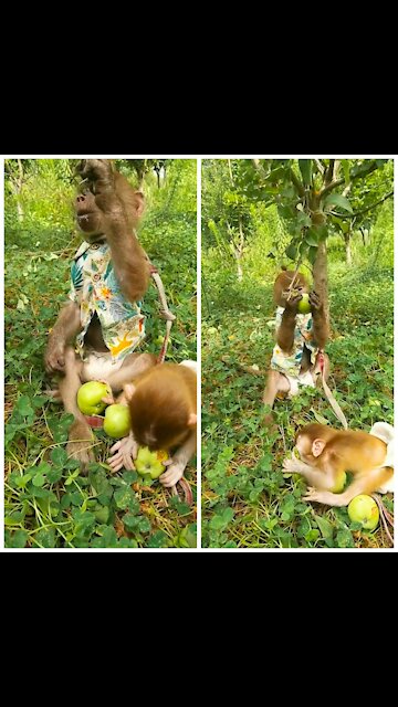 Adorable baby monkey is eating peaches and playing happily