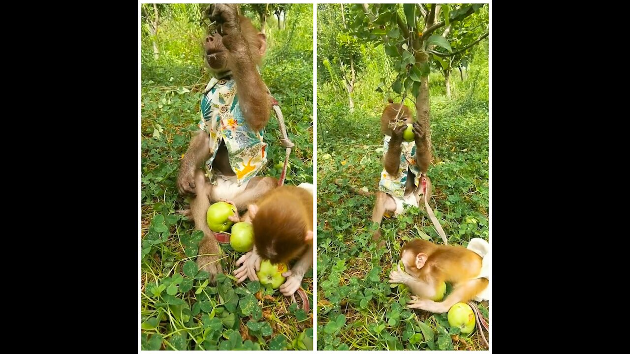 Adorable baby monkey is eating peaches and playing happily