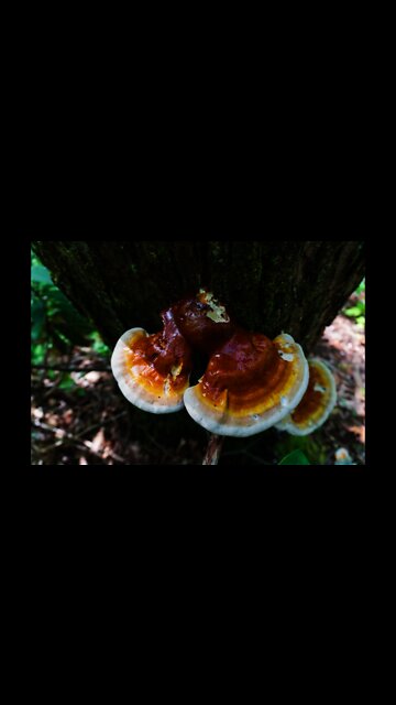 Brewing Reishi mushroom tea in the woods. Bushcraft stove from Uberleben and Kuksas. #shorts