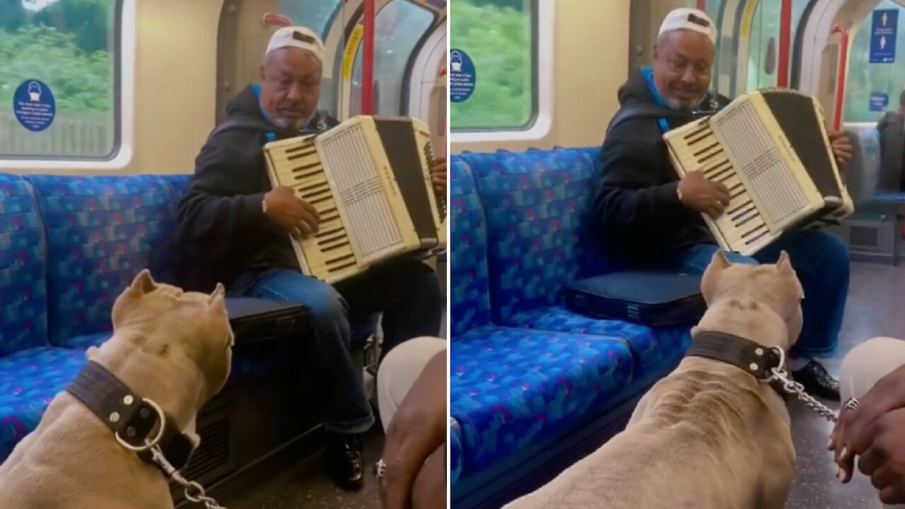 Pitbull and music in the subway