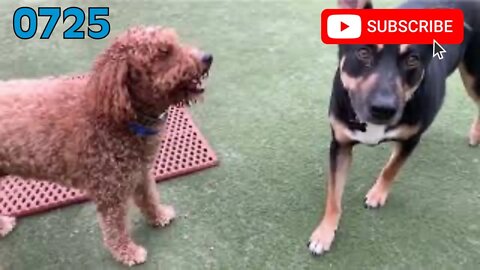 [0725] SUNDAY PLAY [#dogs #doggos #doggies #puppies #dogdaycare]