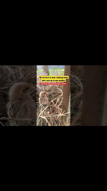 CHAOS FALLS ON ALL OF US WE JUST NEED A HELPING HAND #shortsfeed #goodvibes #gratitude 🐣#animals