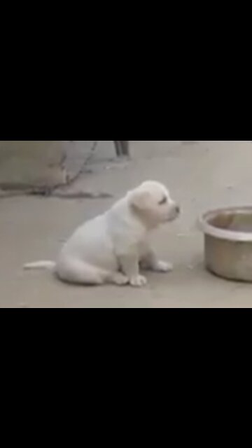 Cute Puppy Imitating Chicken Cackling