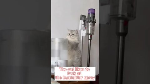 🐱Cutest Cats🐱so awkward