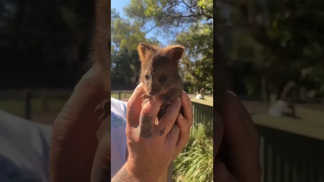 Cute funny Quokka -140