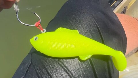 A Texas Tarpon Lure Set Up Im Developing SHAD POP