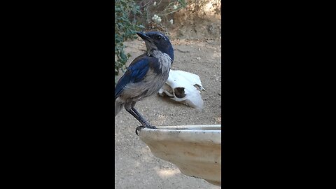 California Scrub-Jay 🐦Evening Swallow