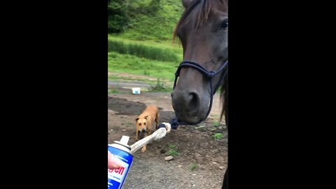 Spraying horse wound Importance of being flexible in stressful conditions on horse and my own stress