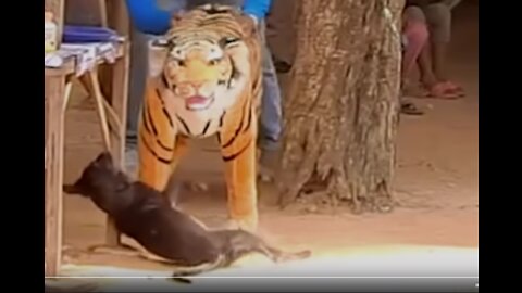 Prank dog & fake Lion and Fake Tiger Prank To dog | Videos