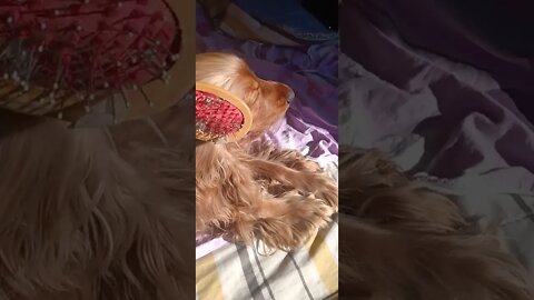 #dogshow, #amimals, #dogs, #shorts