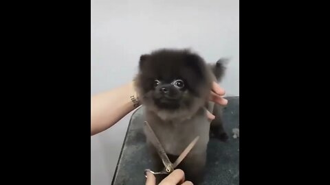 Real Dancing Puppy 😍 #UbertainmentFun #Shorts #ytshorts #Dogs #Animals #Fun