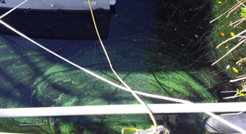 Algae at a marina in Fort Pierce being tested