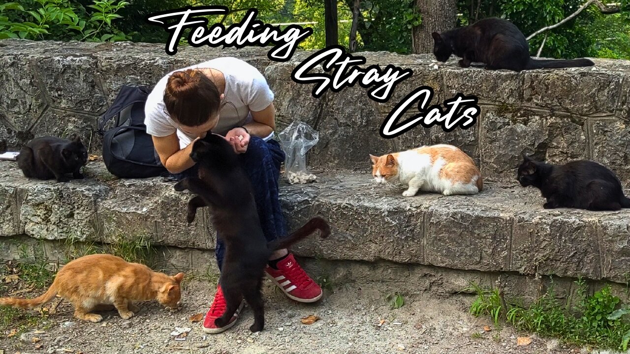 How to Gain a Stray Cat's Trust - Feeding Stray Cats