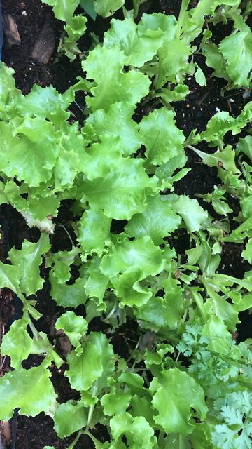 Home grown baby lettuce