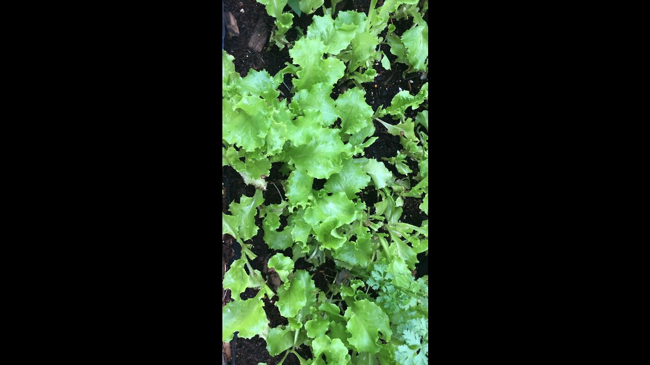 Home grown baby lettuce