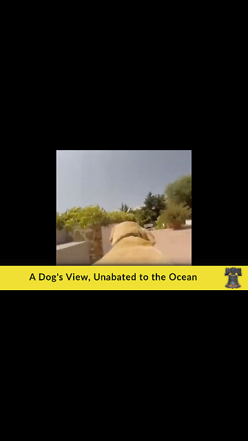 A Dog's View, Unabated to the Ocean