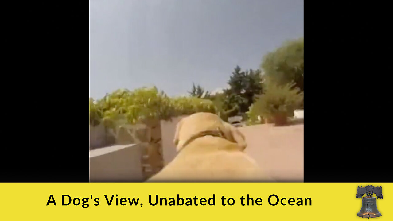 A Dog's View, Unabated to the Ocean