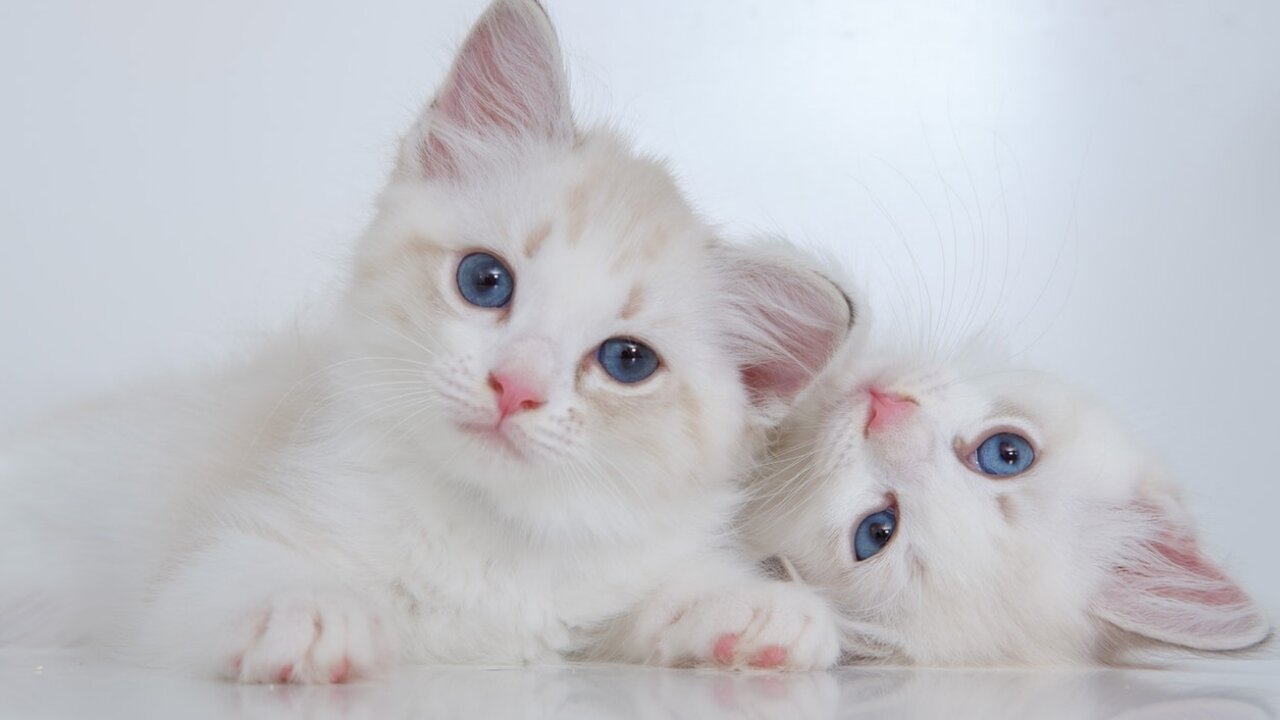 the cutest kittens in the internet world
