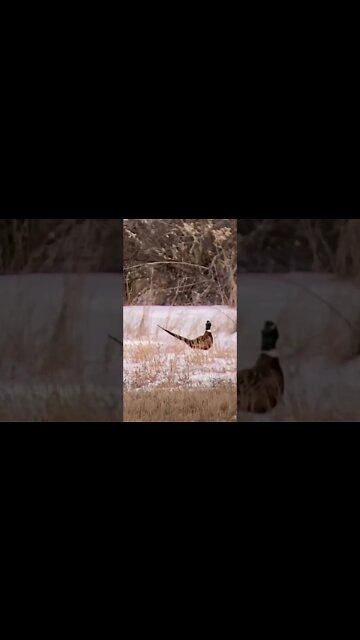 Running Rooster! #shorts